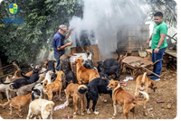 VEREADOR JUNIOR DO MATEUS VISITA ABRIGO DE ANIMAIS E PROPÕE PROJETO DE LEI